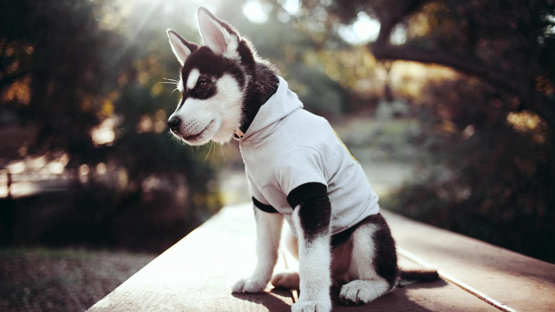 爱游戏体育官方网站-意甲传统豪门迎来新一轮竞争，战况激烈，意甲七大豪门俱乐部